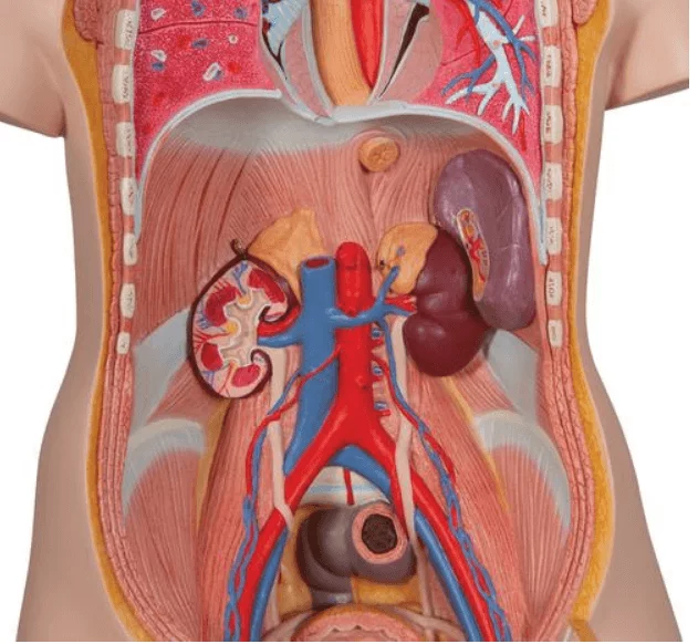 3B Scientific Modell Klassik-Torso mit geöffnetem Rücken
