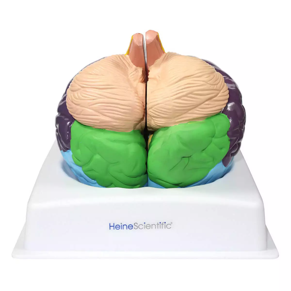 HeineScientific Gehirnmodell der Brodmann-Areale
