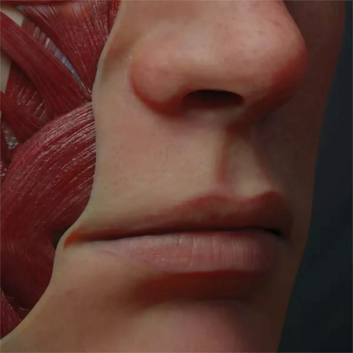 UpSurgeOn AnatomyARt Tabula Anatomica III