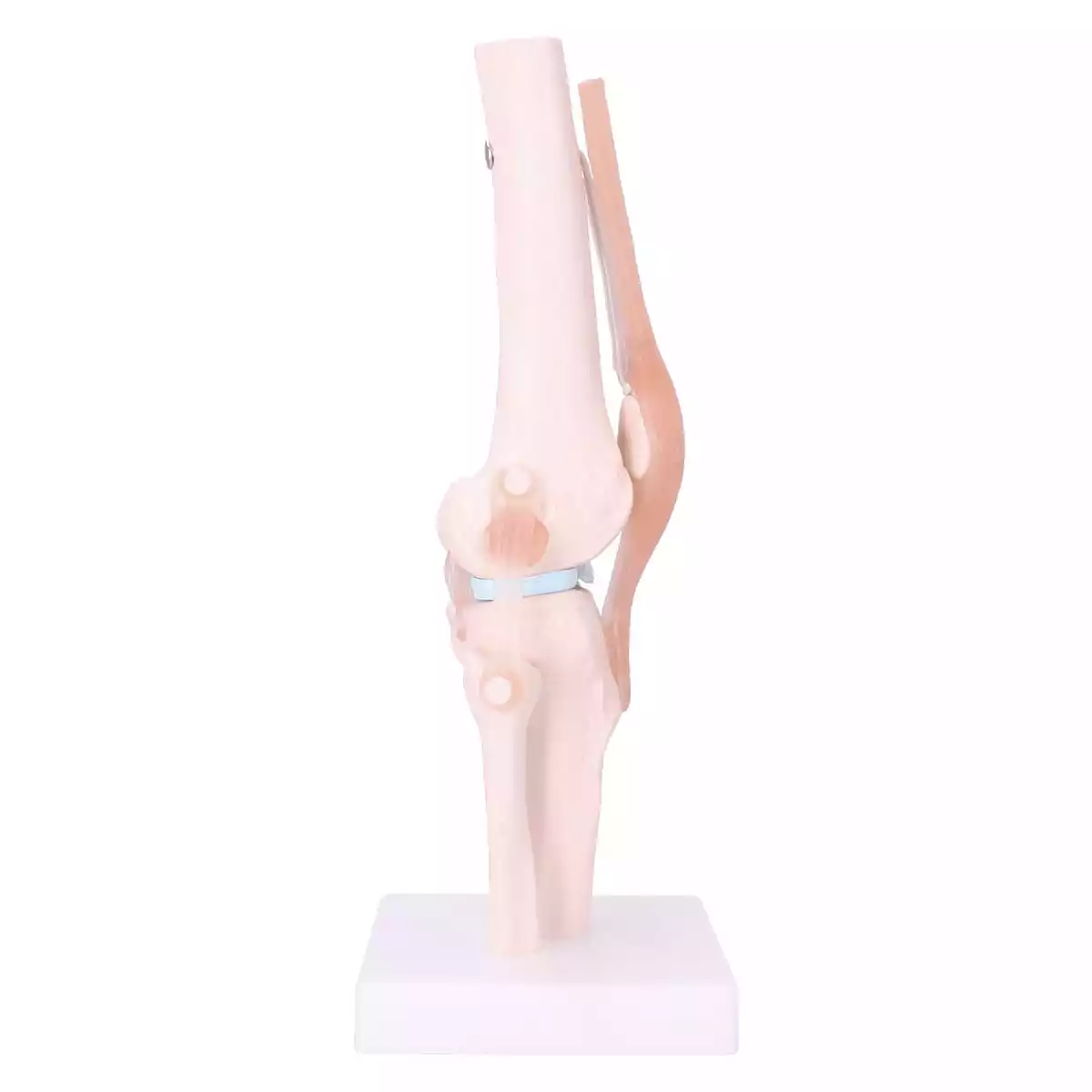 Dr. No Anatomisches Kniegelenk-Modell