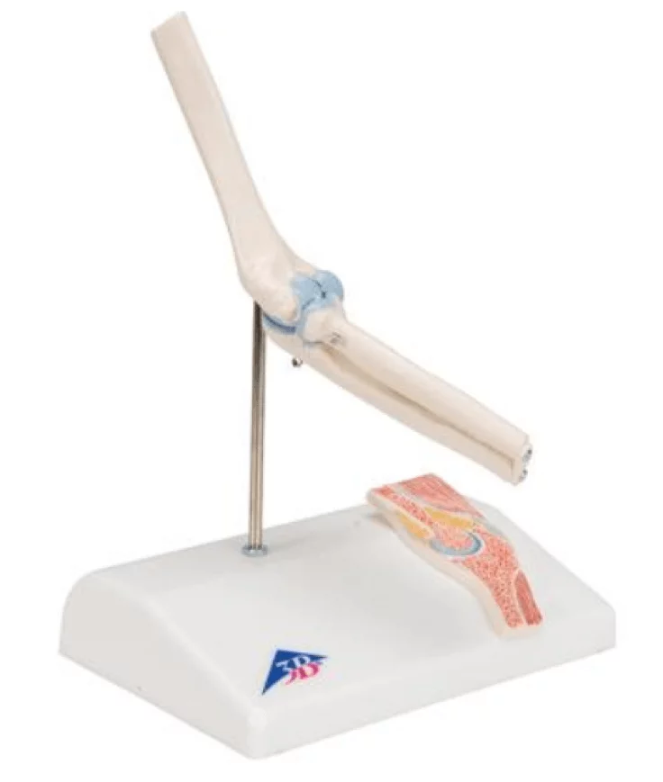 3B Scientific Mini-Modell Ellenbogengelenk
