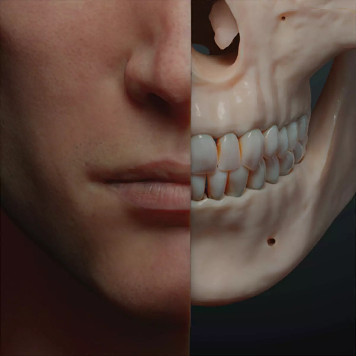 UpSurgeOn AnatomyARt Tabula Anatomica II