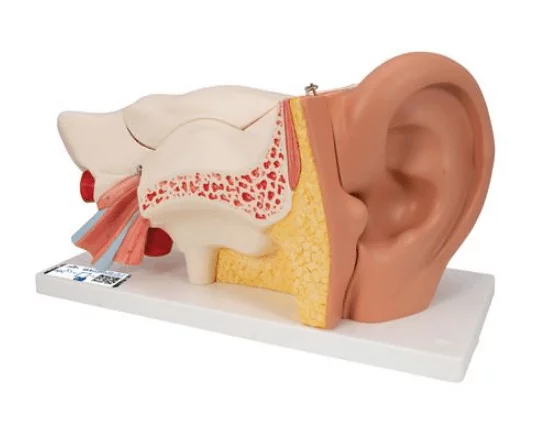 3B Scientific Modell Ohr