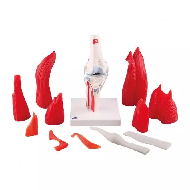 3B Scientific Modell Kniegelenk