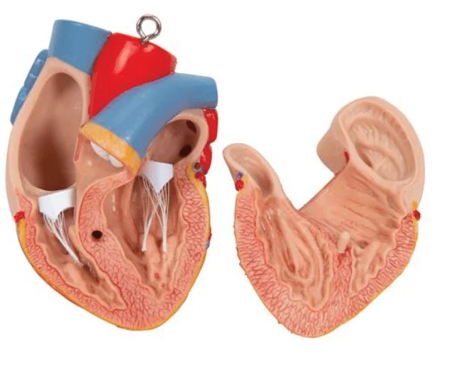 3B Scientific Modell Klassik-Torso mit geöffnetem Rücken