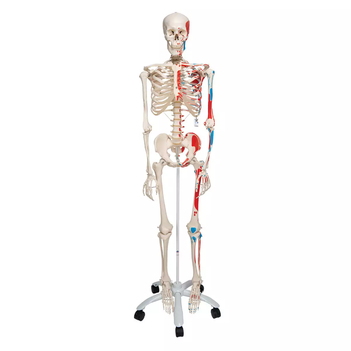 3B Scientific Muskel-Skelett Max