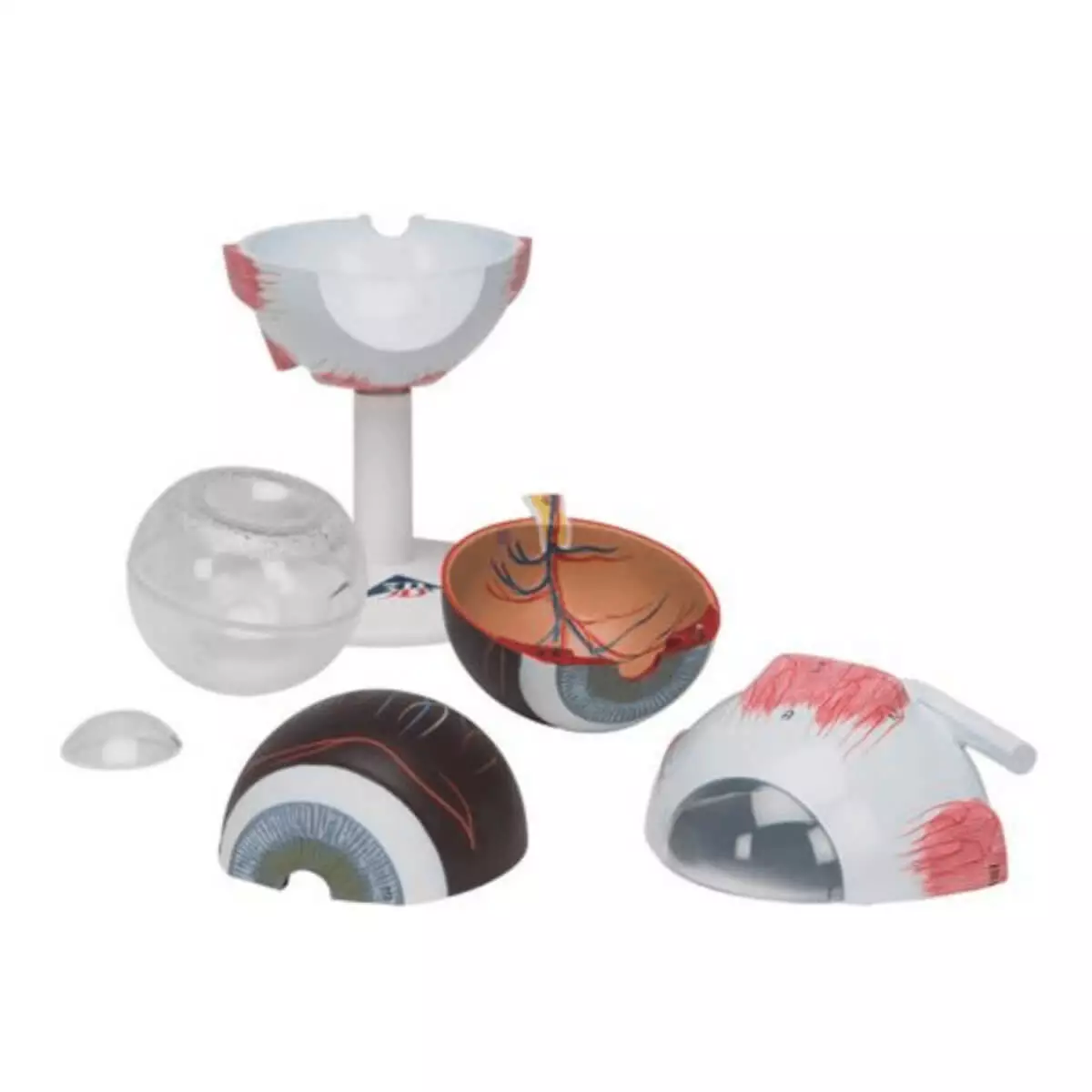 3B Scientific Modell Auge