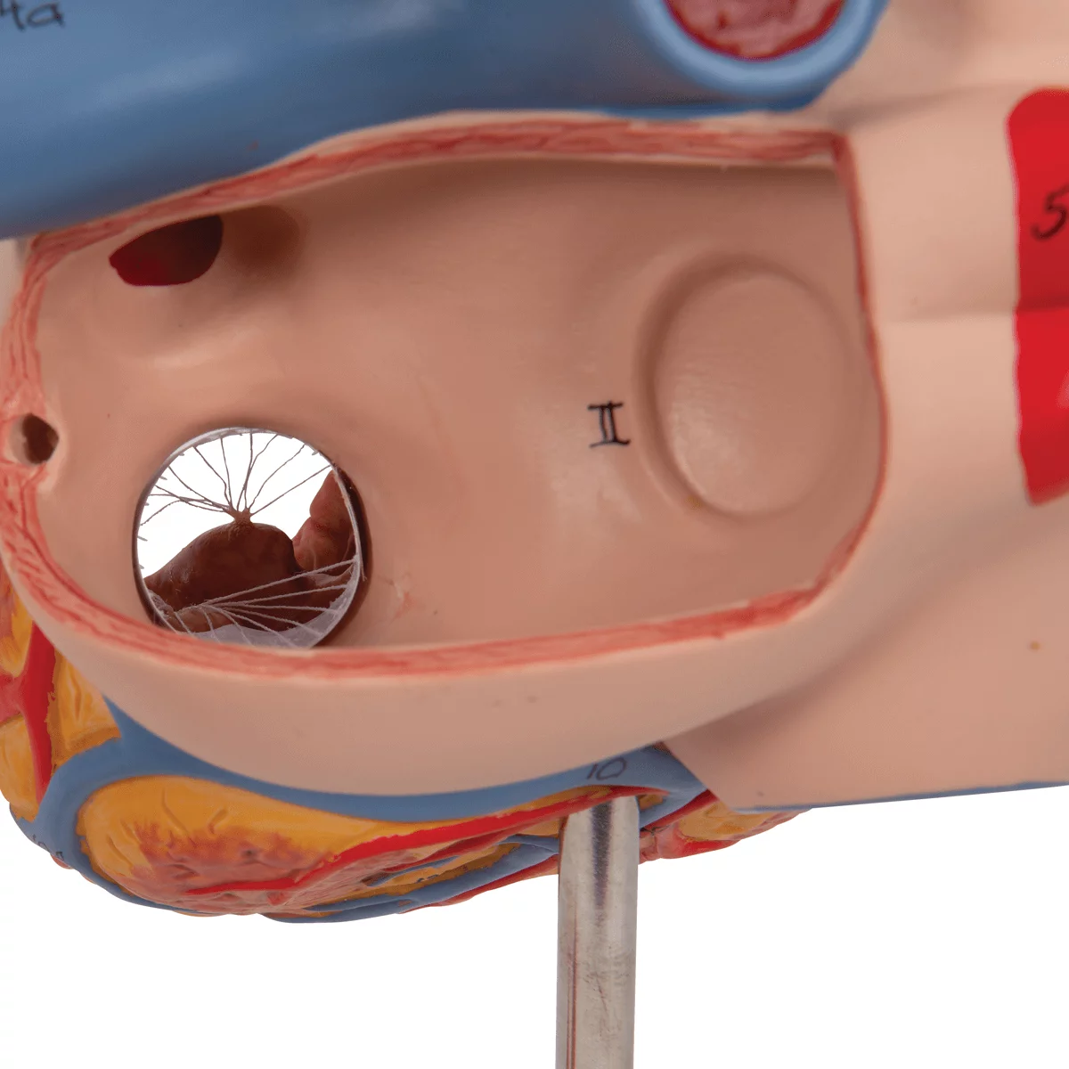 3B Scientific Modell Herz