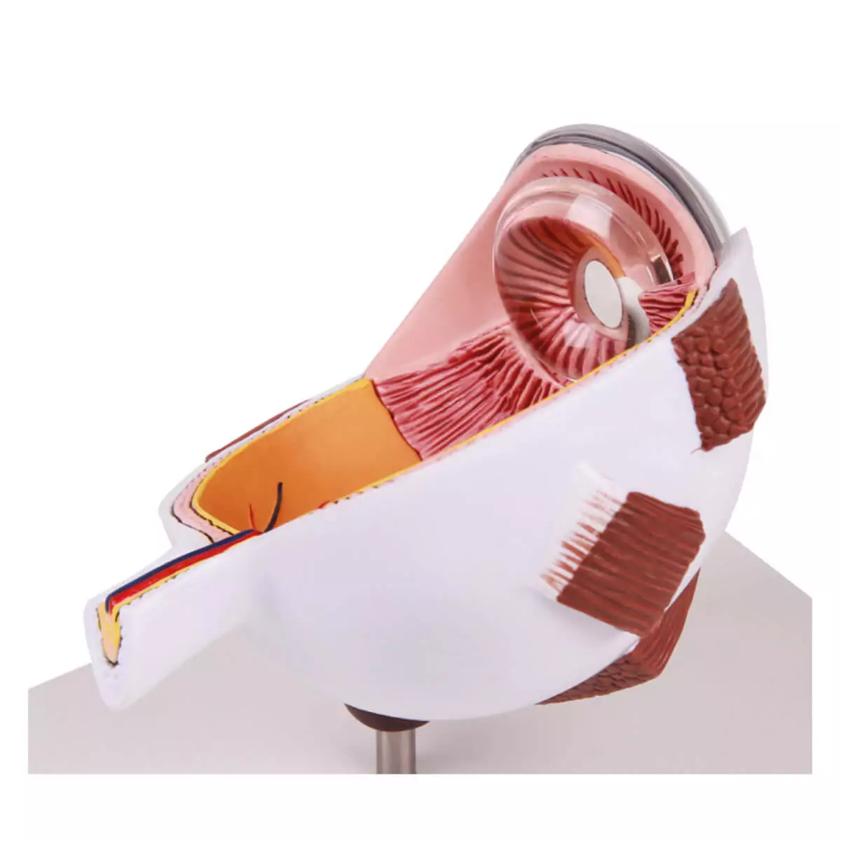 Erler-Zimmer Augenhälfte vergrößert - EZ Augmented Anatomy